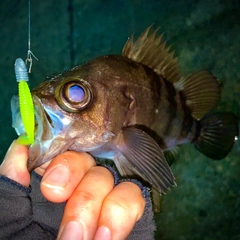 シロメバルの釣果