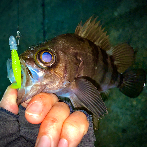 シロメバルの釣果