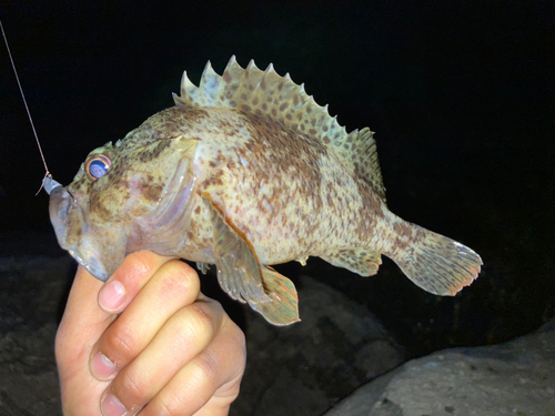 ムラソイの釣果