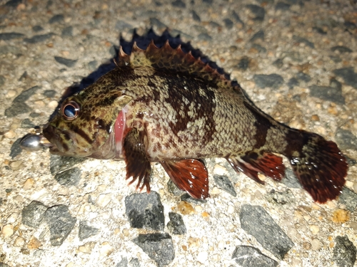 ムラソイの釣果