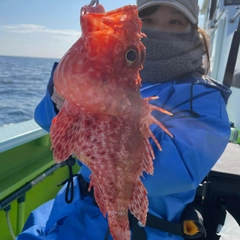 オニカサゴの釣果