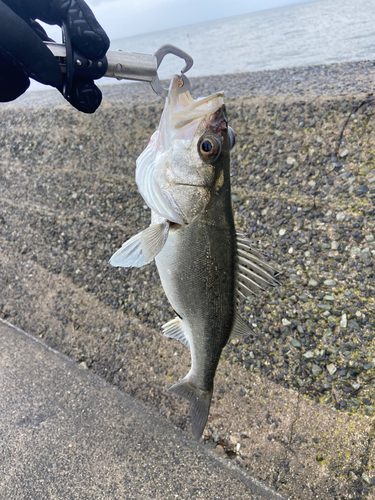 セイゴ（ヒラスズキ）の釣果