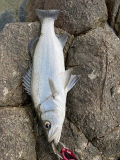 ヒラスズキの釣果