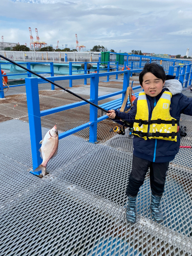 ウミタナゴの釣果