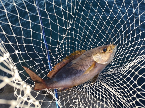 イサキの釣果