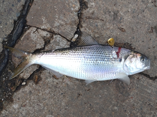 コノシロの釣果