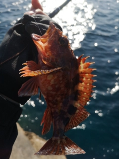 カサゴの釣果