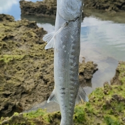 オニカマス