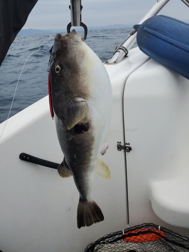 マフグの釣果