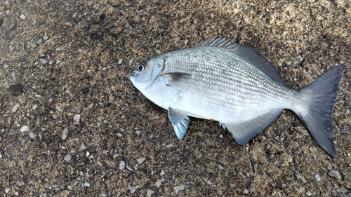 イスズミの釣果