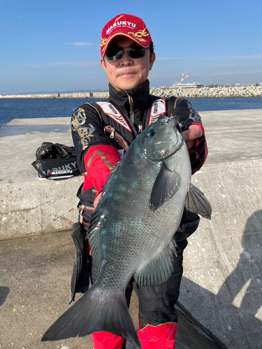 クチブトグレの釣果