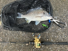 キビレの釣果