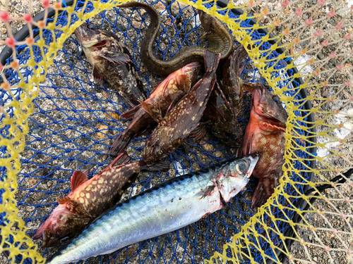 ギンポの釣果