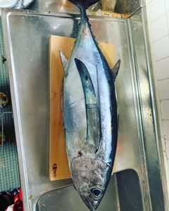 ビンチョウマグロの釣果