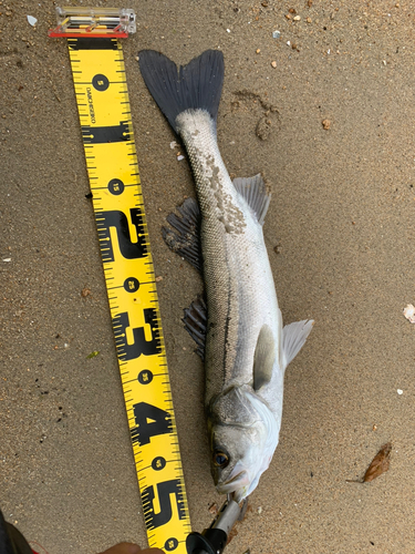 シーバスの釣果