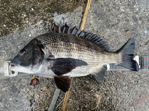 クロダイの釣果