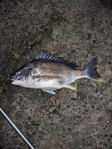 キビレの釣果