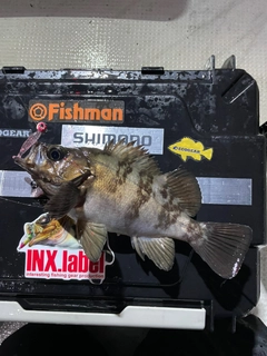 シロメバルの釣果