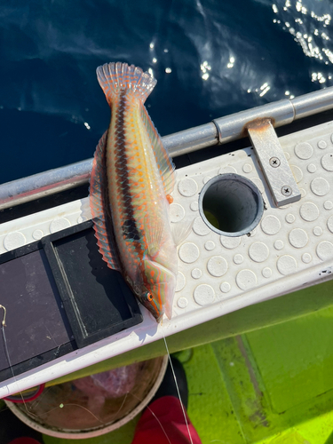 ベラの釣果