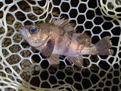 メバルの釣果