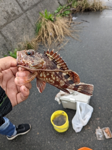 カサゴの釣果