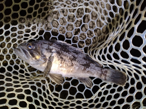 クロソイの釣果