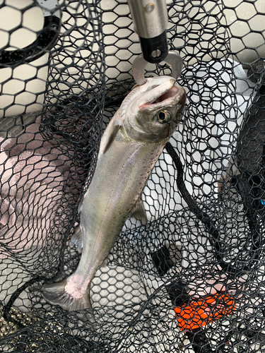 ビワマスの釣果