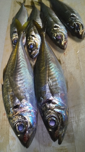 アジの釣果