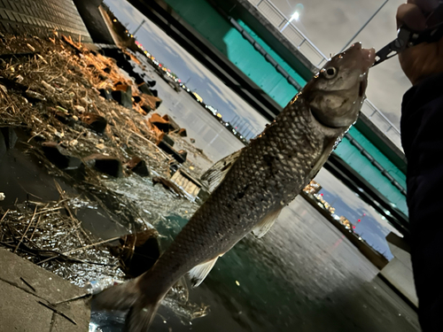 ニゴイの釣果