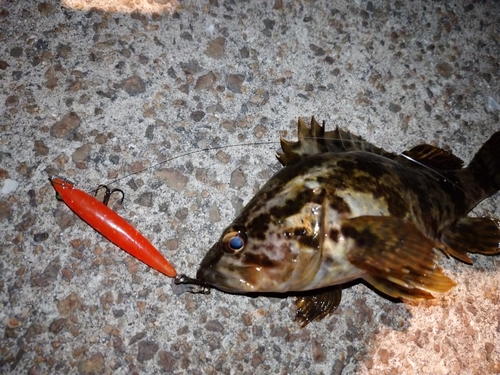 タケノコメバルの釣果