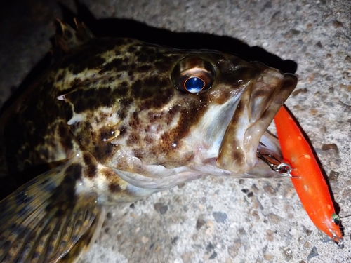 タケノコメバルの釣果