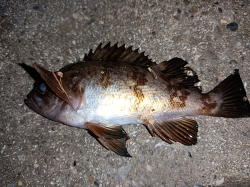 メバルの釣果