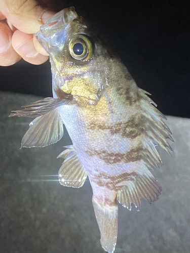 メバルの釣果