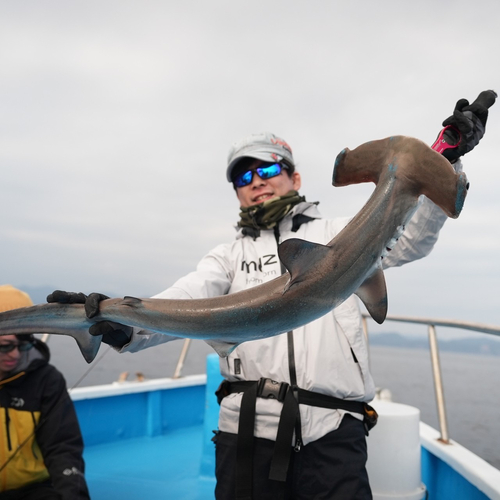 シュモクザメの釣果