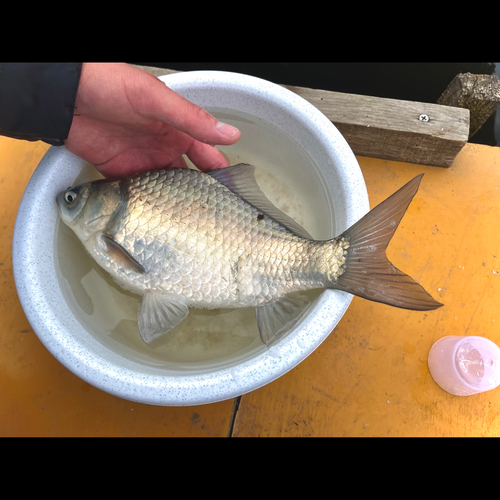 ヘラブナの釣果