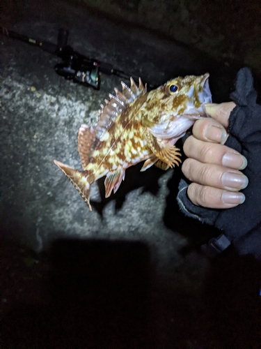 カサゴの釣果