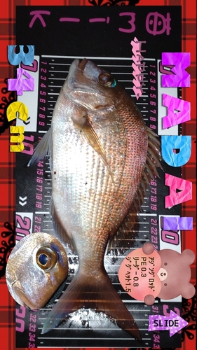 マダイの釣果