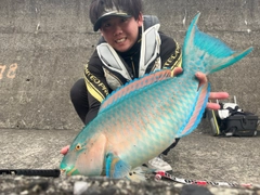 ヒブダイの釣果