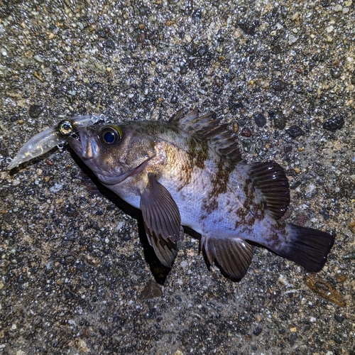 メバルの釣果