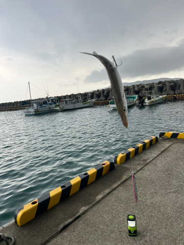 カマスの釣果