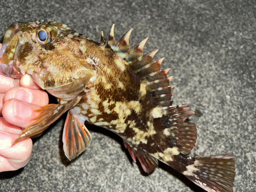 カサゴの釣果