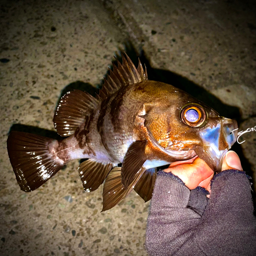 シロメバルの釣果