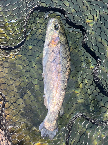 ニジマスの釣果