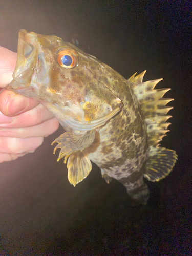 タケノコメバルの釣果