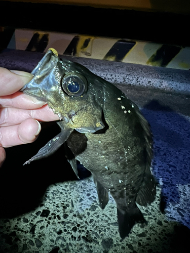 メバルの釣果