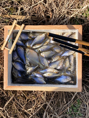 タナゴの釣果