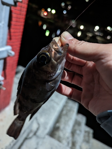 メバルの釣果