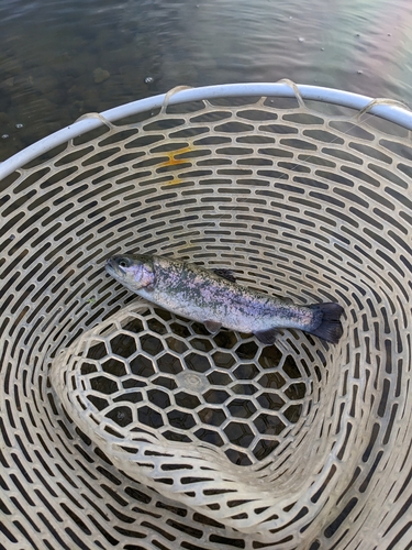 トラウトの釣果