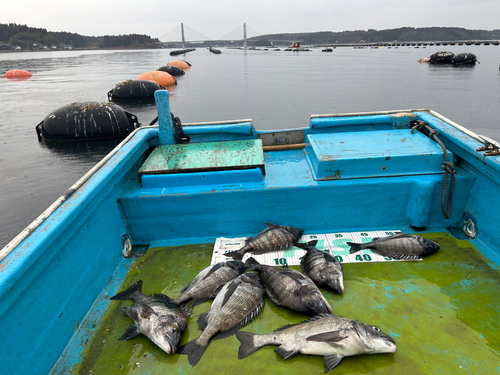 クロダイの釣果