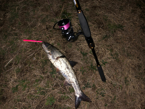 ウグイの釣果